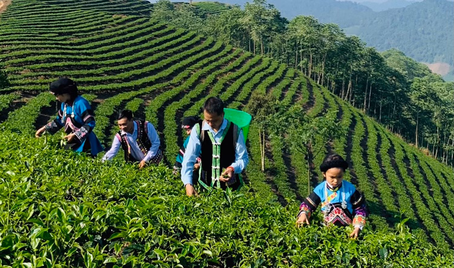 Sản xuất chè hàng hóa tại huyện Mường Khương.