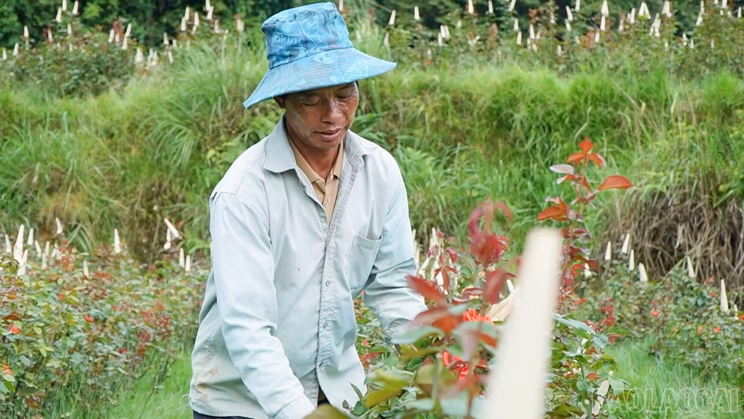 baolaocai-br_khong-co-tieu-de-1.jpg