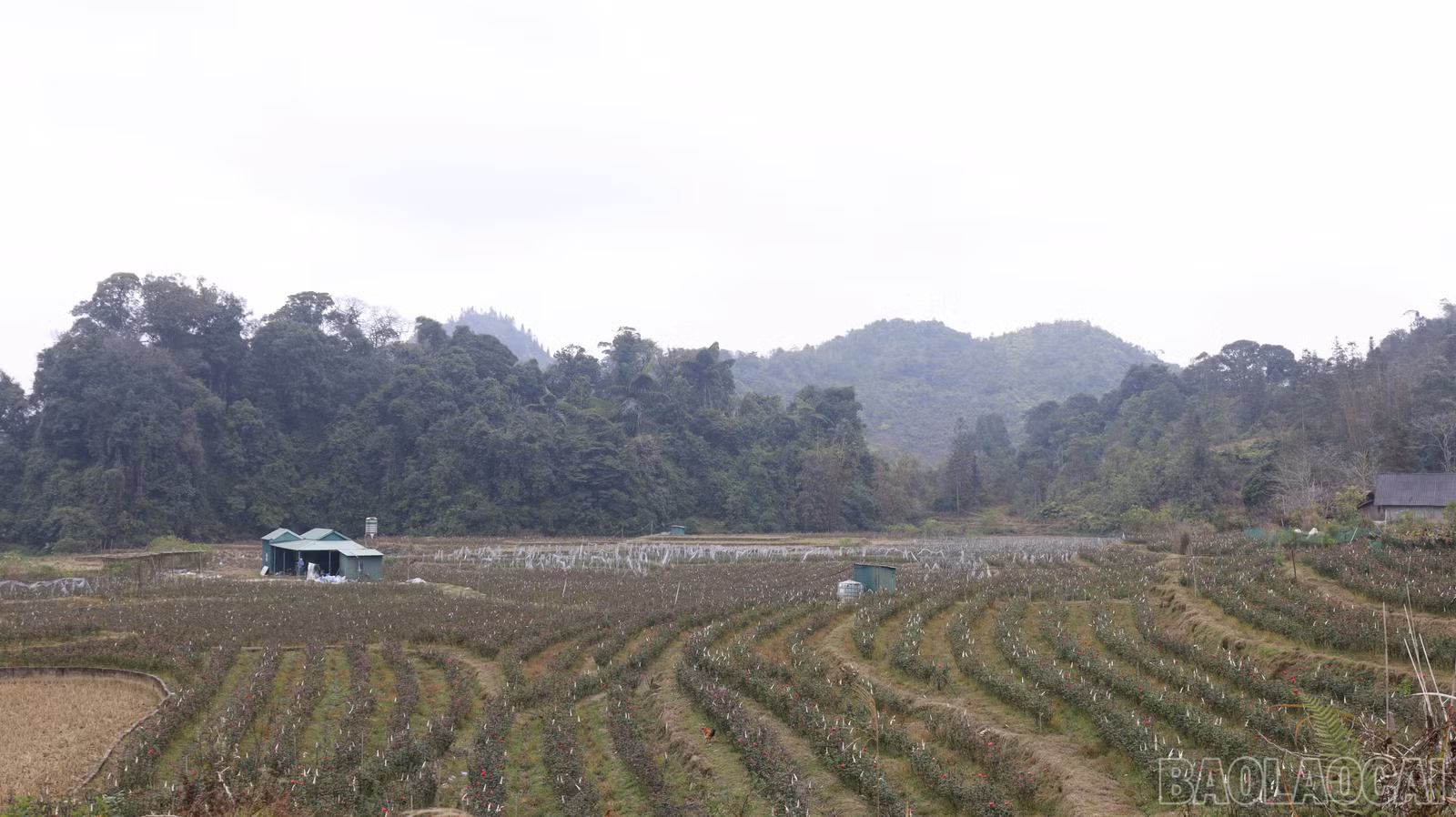 baolaocai-br_mg-0772.jpg