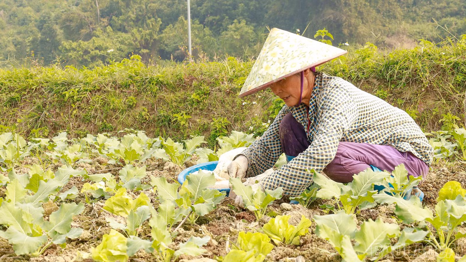 baolaocai-br_mg-0593.jpg