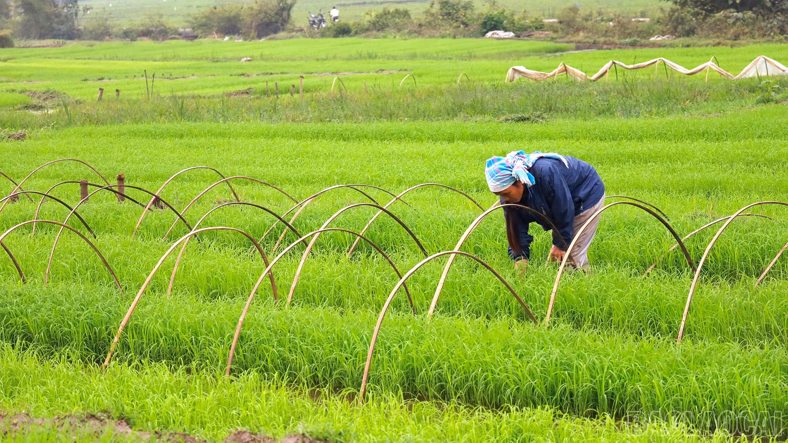 baolaocai-br_mg-9225.jpg