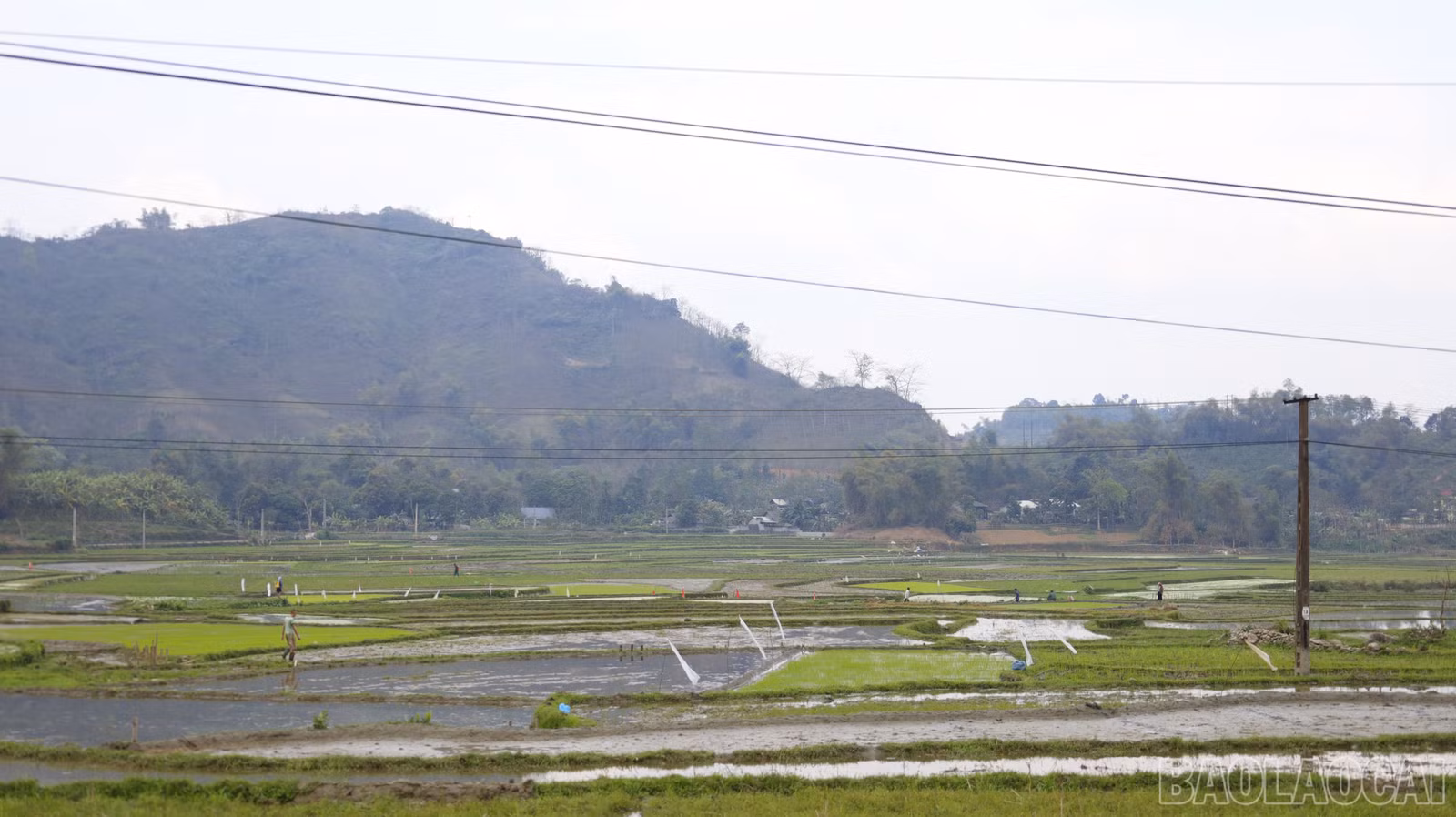 baolaocai-br_mg-9198.jpg
