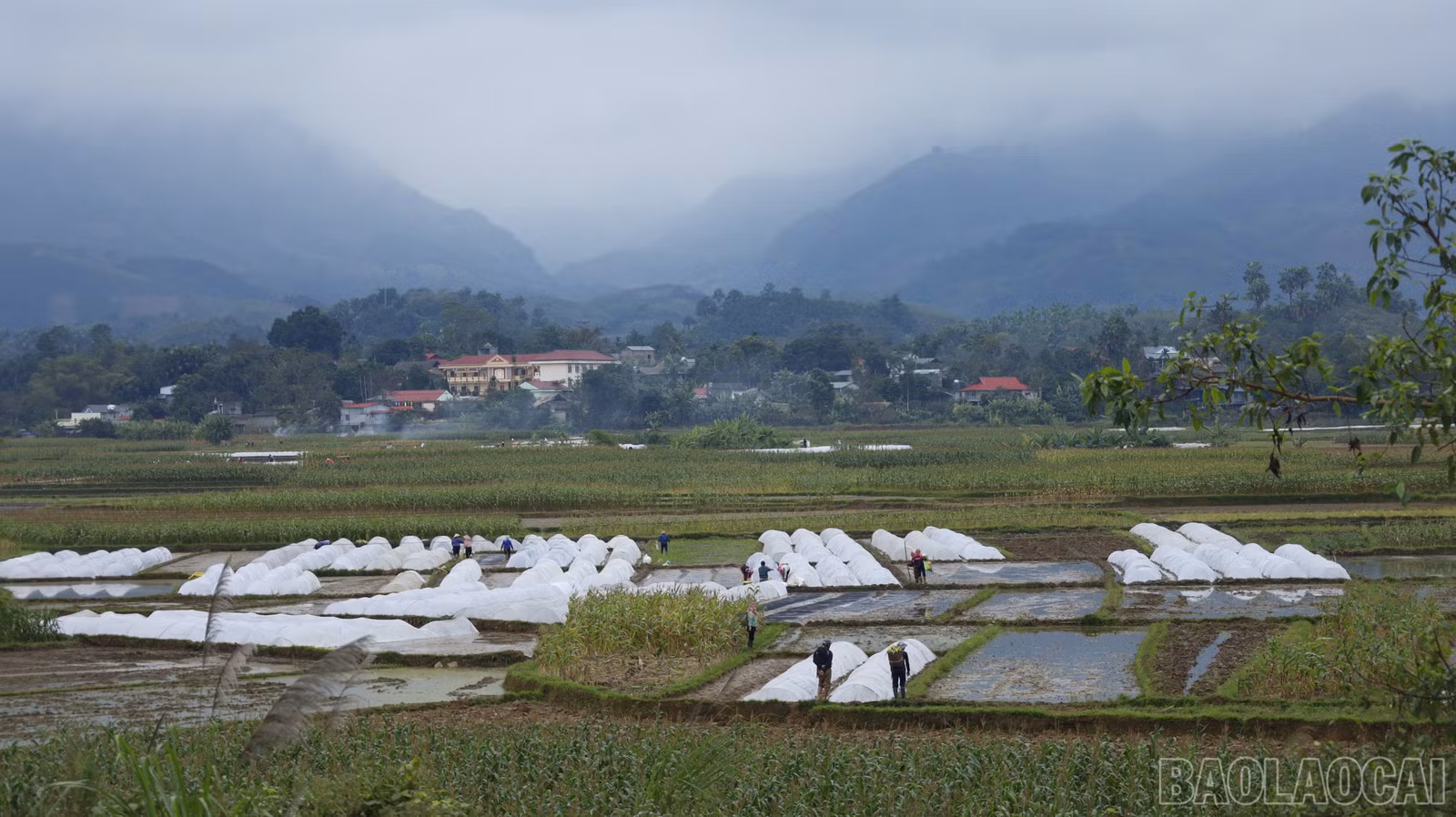 baolaocai-br_mg-8754.jpg