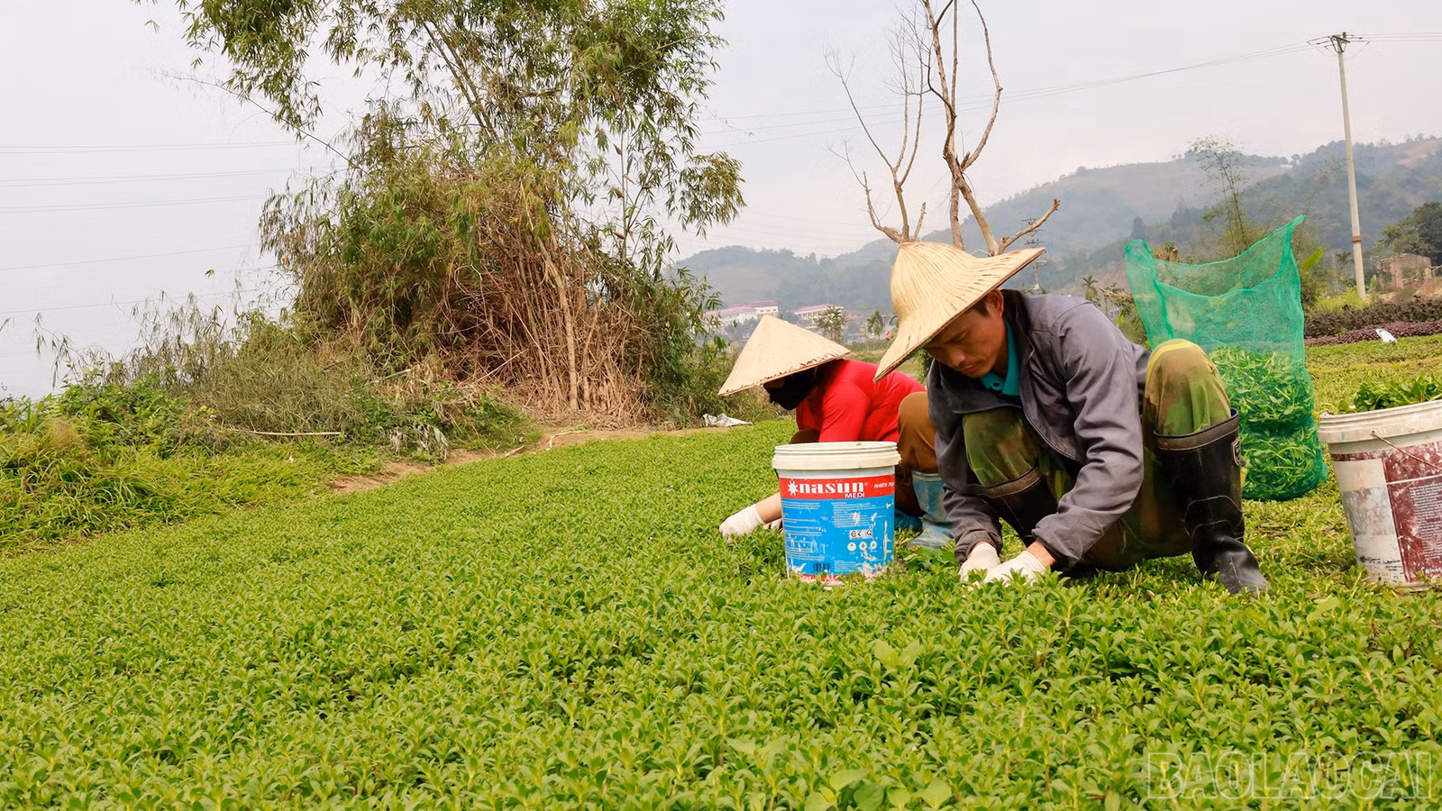 baolaocai-br_mg-7456.jpg