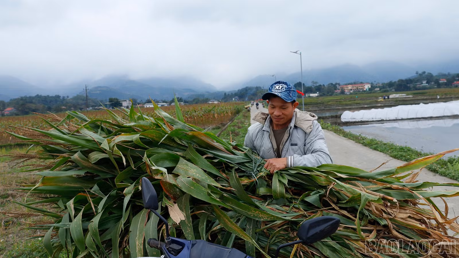 baolaocai-br_mg-8805.jpg