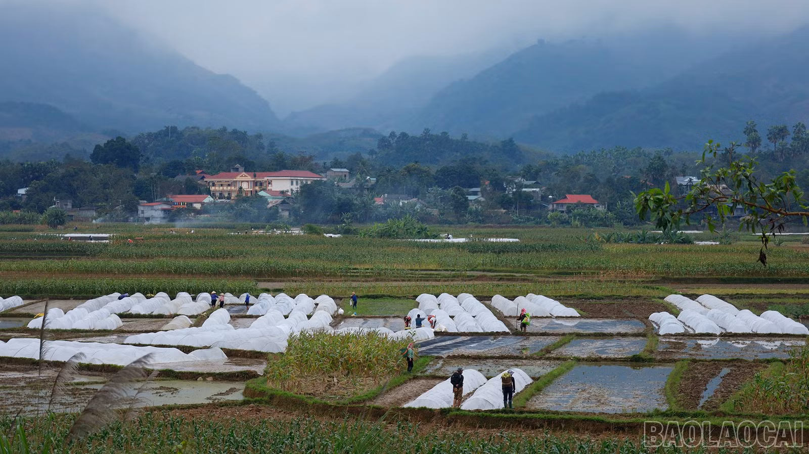 baolaocai-br_mg-8753.jpg