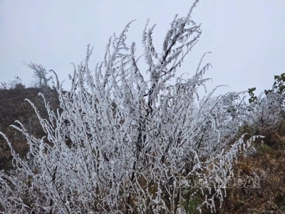 a2-1517.jpg