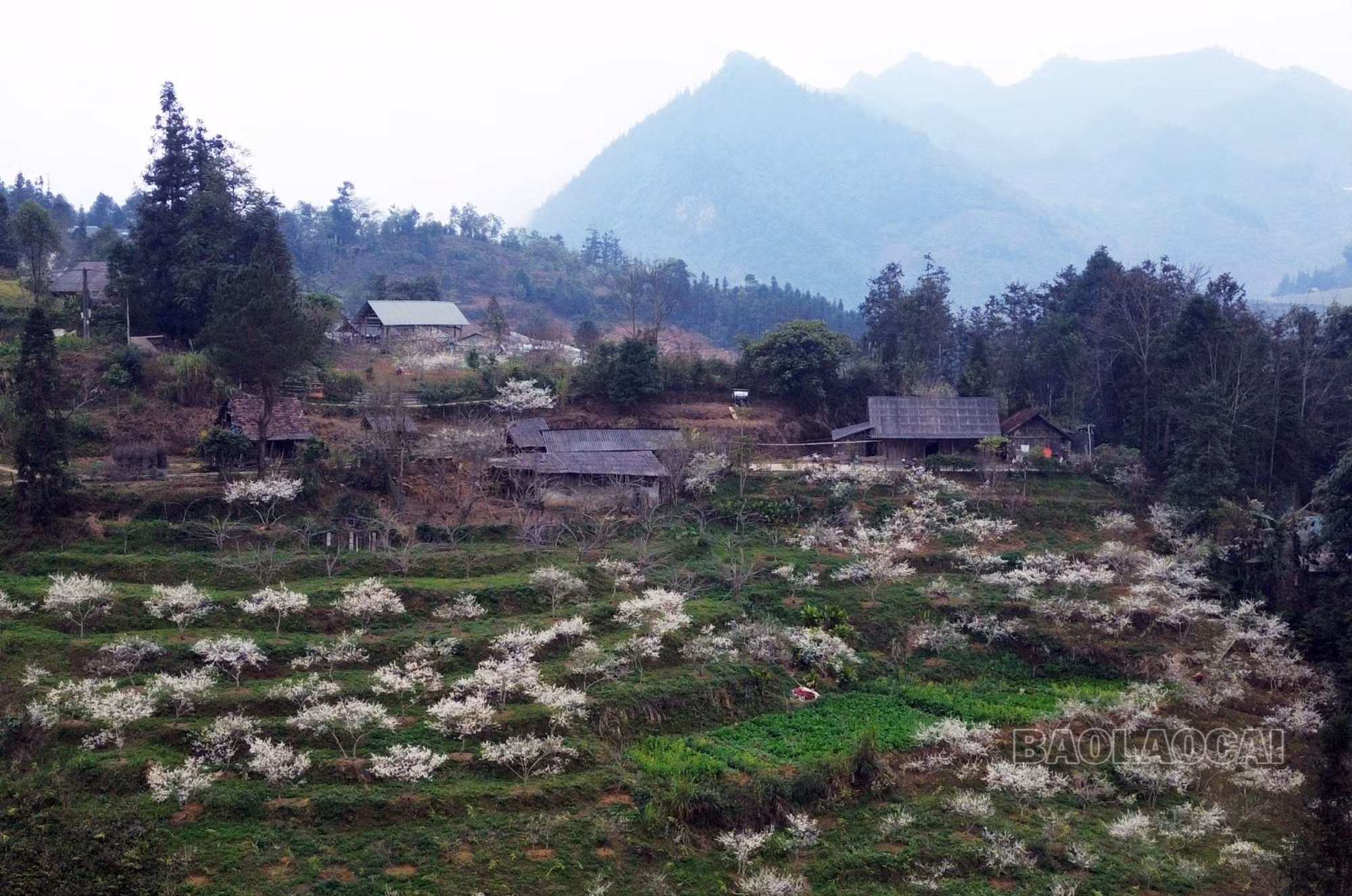 ta-chai-1-7317.jpg