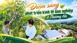 Điểm sáng phát triển kinh tế lâm nghiệp ở Thượng Hà