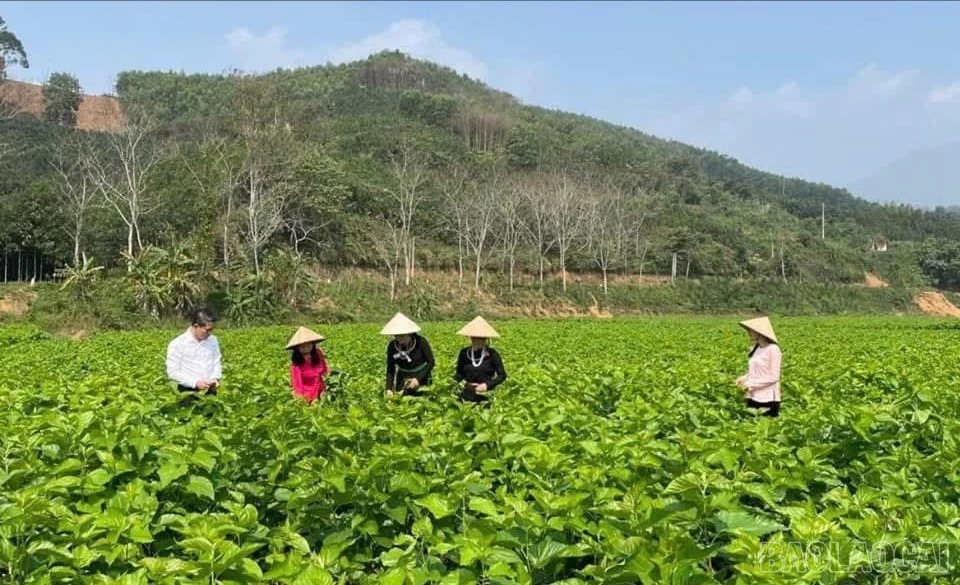 baolaocai-br_z7602609373936-bc20c06b96a2147fc4709a56d19b136a-9895.jpg