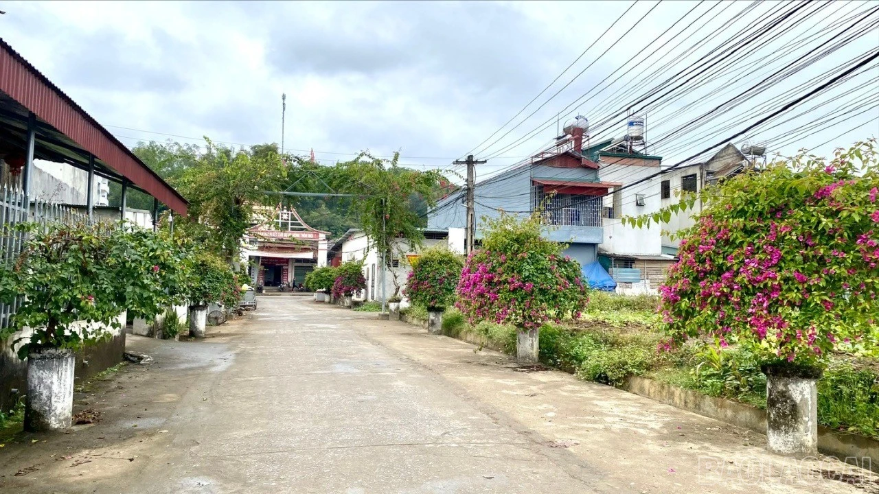 baolaocai-br_z7520606705995-cf26c6b3135c6732227e50d4bb7e206c-1469.jpg