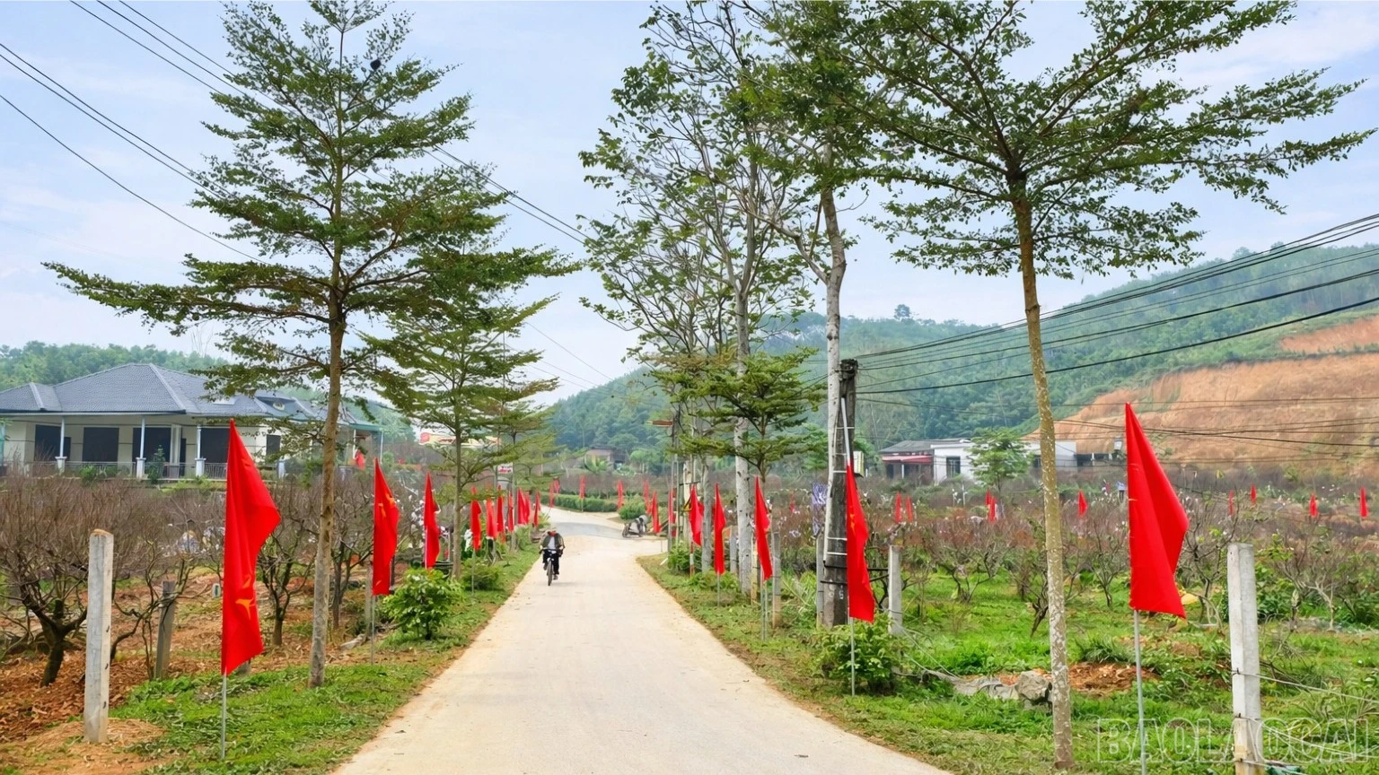 baolaocai-br_17-4234.jpg