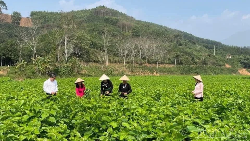 baolaocai-br_z7713781398925-3a2c665b01f6405cb2f7c0692597a02a-6600.jpg