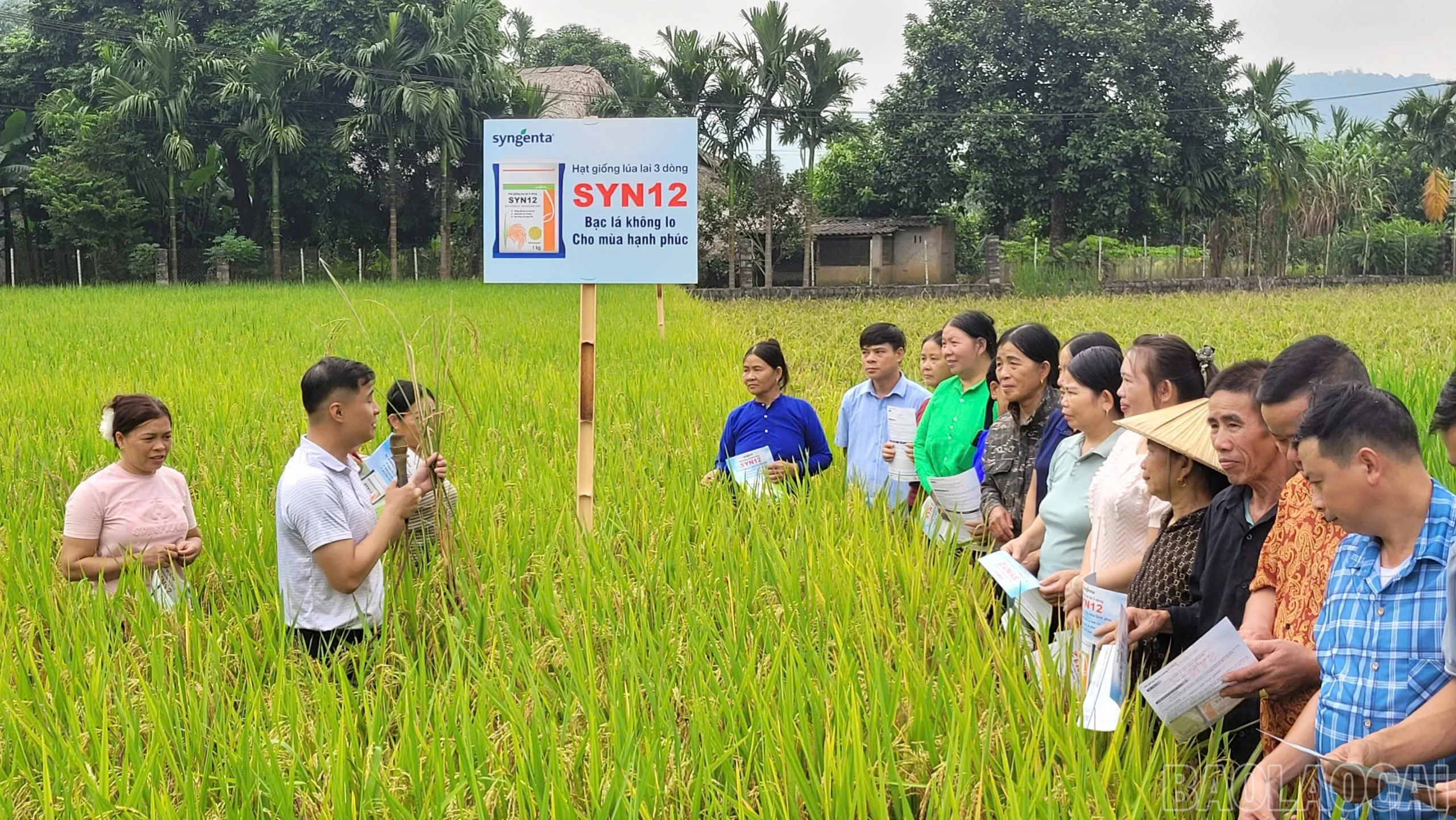 Cán bộ chuyên môn và nông dân đánh giá trực tiếp giống lúa trên đồng ruộng, đồng thời trao đổi kinh nghiệm trong quá trình gieo cấy, chăm sóc và phòng trừ sâu bệnh.