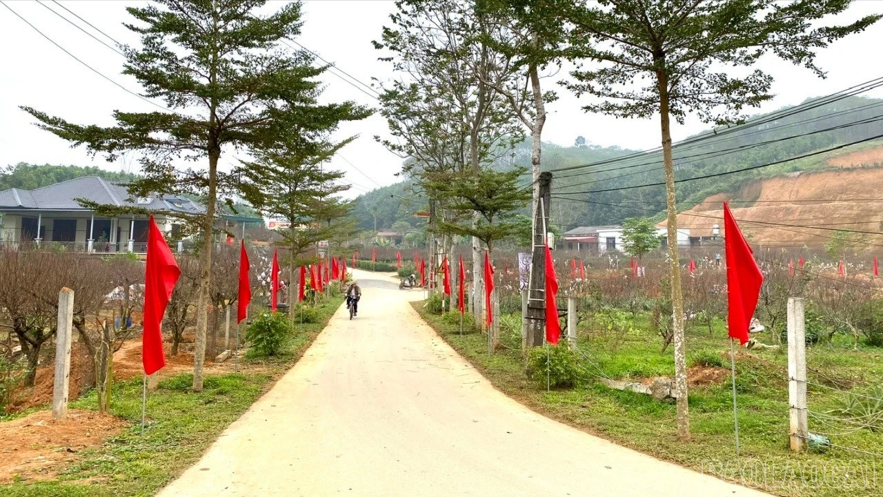 baolaocai-br_z7472636708556-36cb2ea117a965303385a239d90c920a-1332.jpg