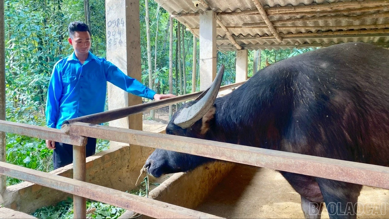 baolaocai-br_z7274153765625-d65ac0f50458df320ab2c33d48d0d9eb-621.jpg