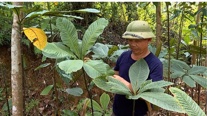 baolaocai-br_4.png