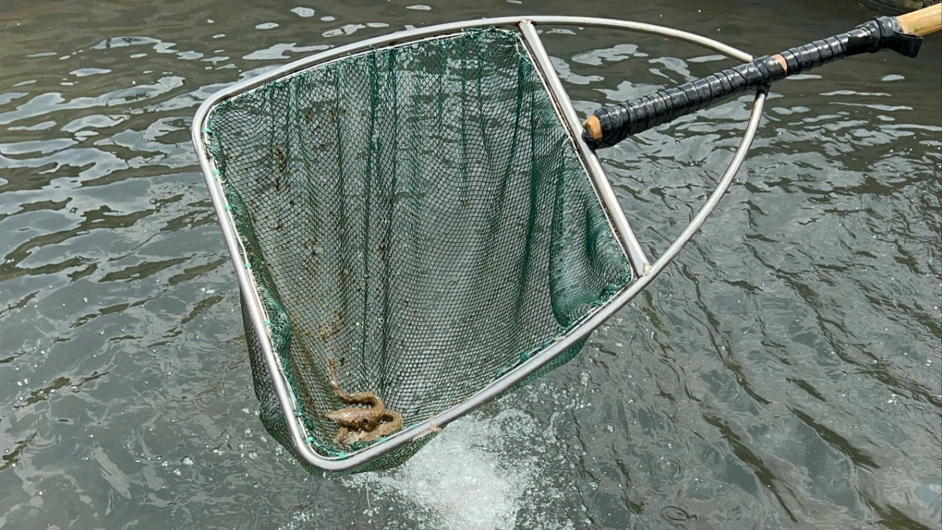 cá chết rải rác.jpg