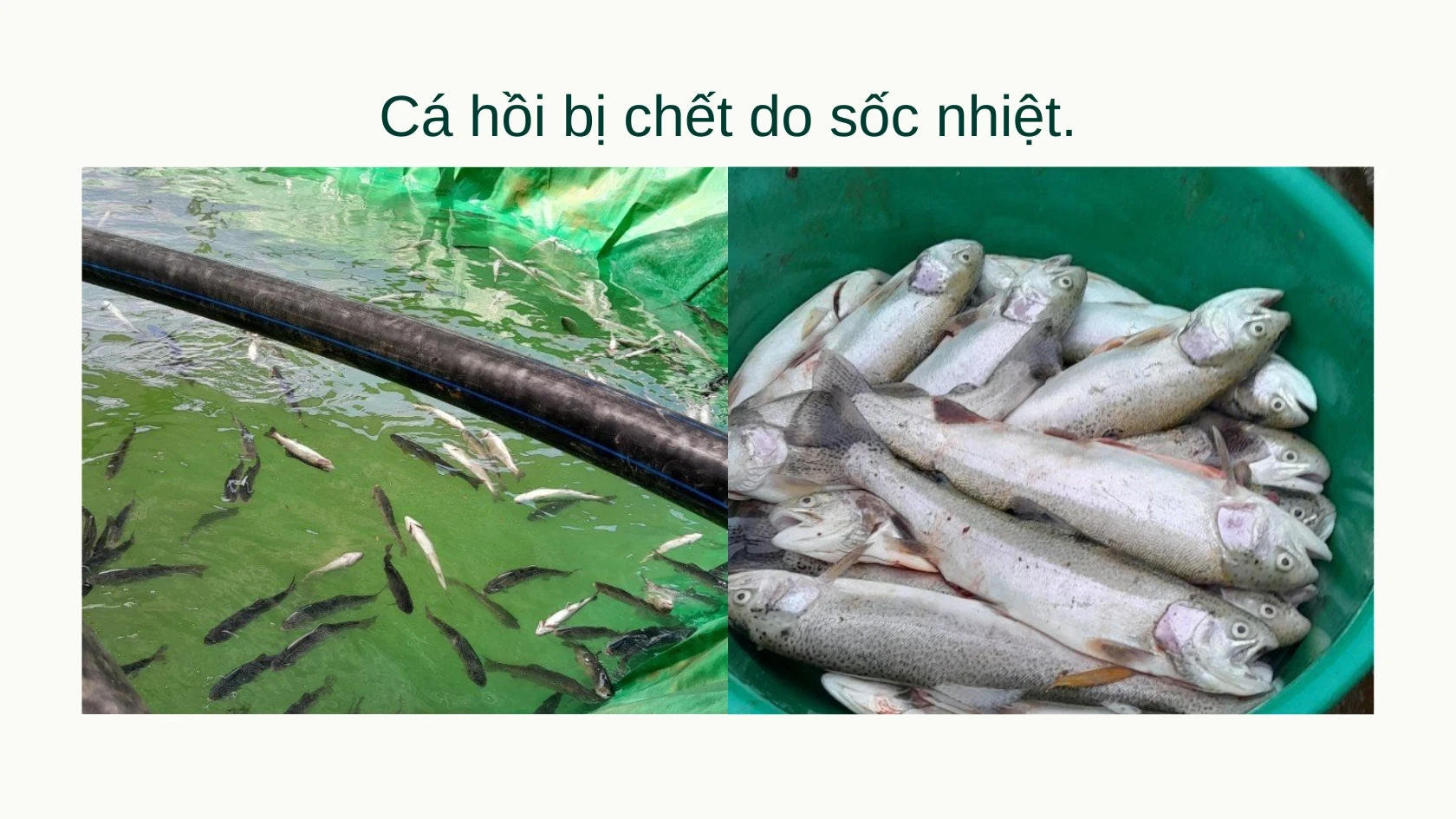 cá chết.jpg