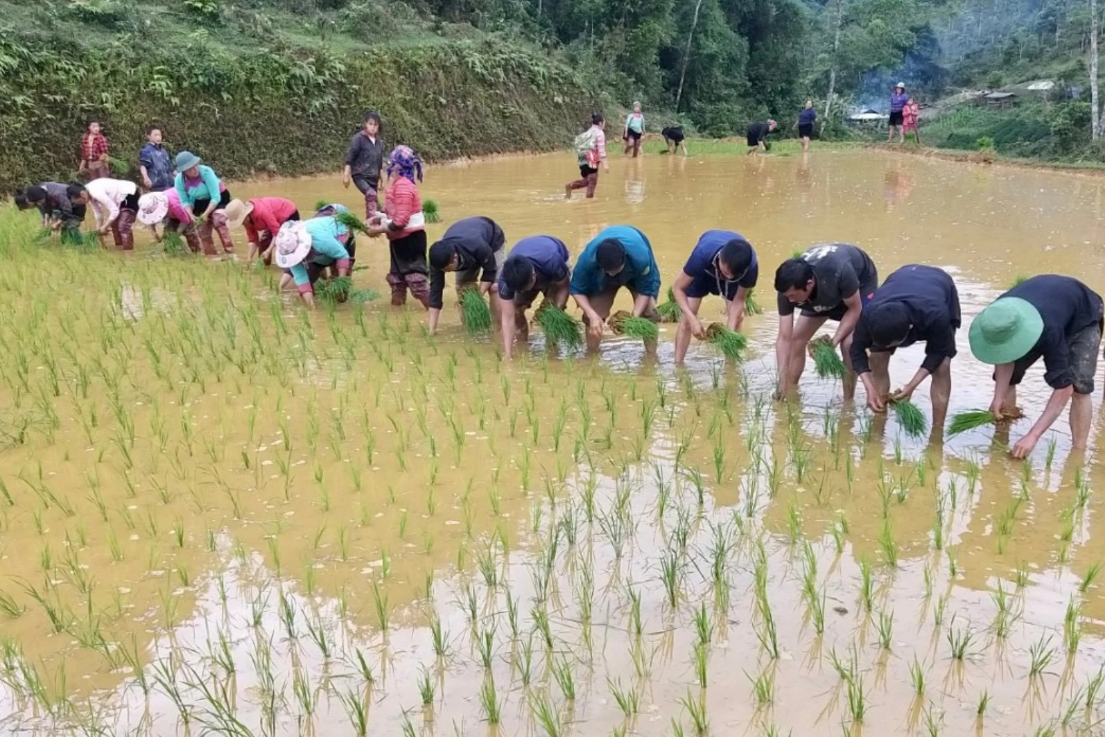 Người dân thôn Tả Chải đoàn kết, giúp đỡ nhau cùng phát triển kinn tế.jpg