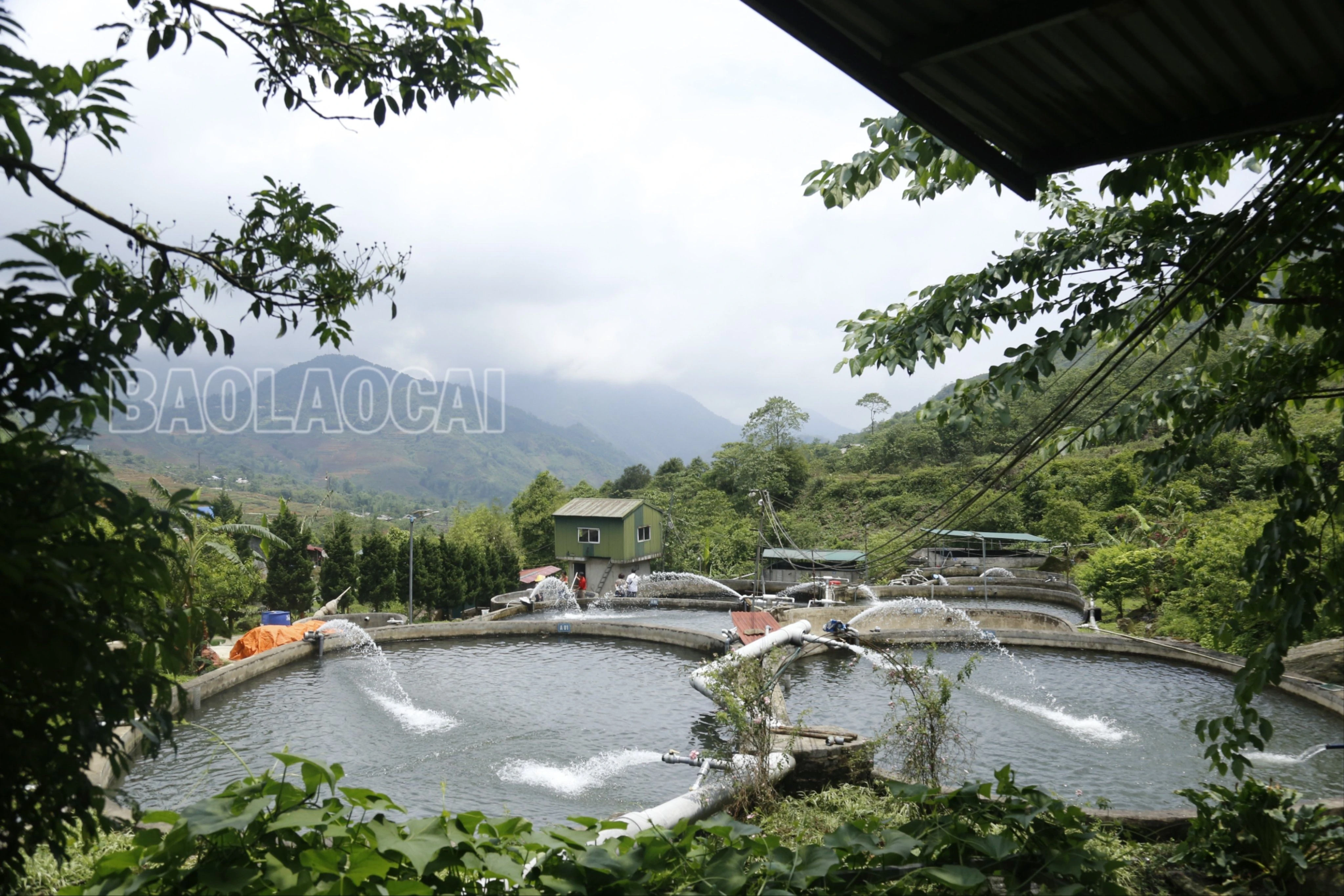 Nuôi cá nước lạnh tại Ngũ Chỉ Sơn.jpg