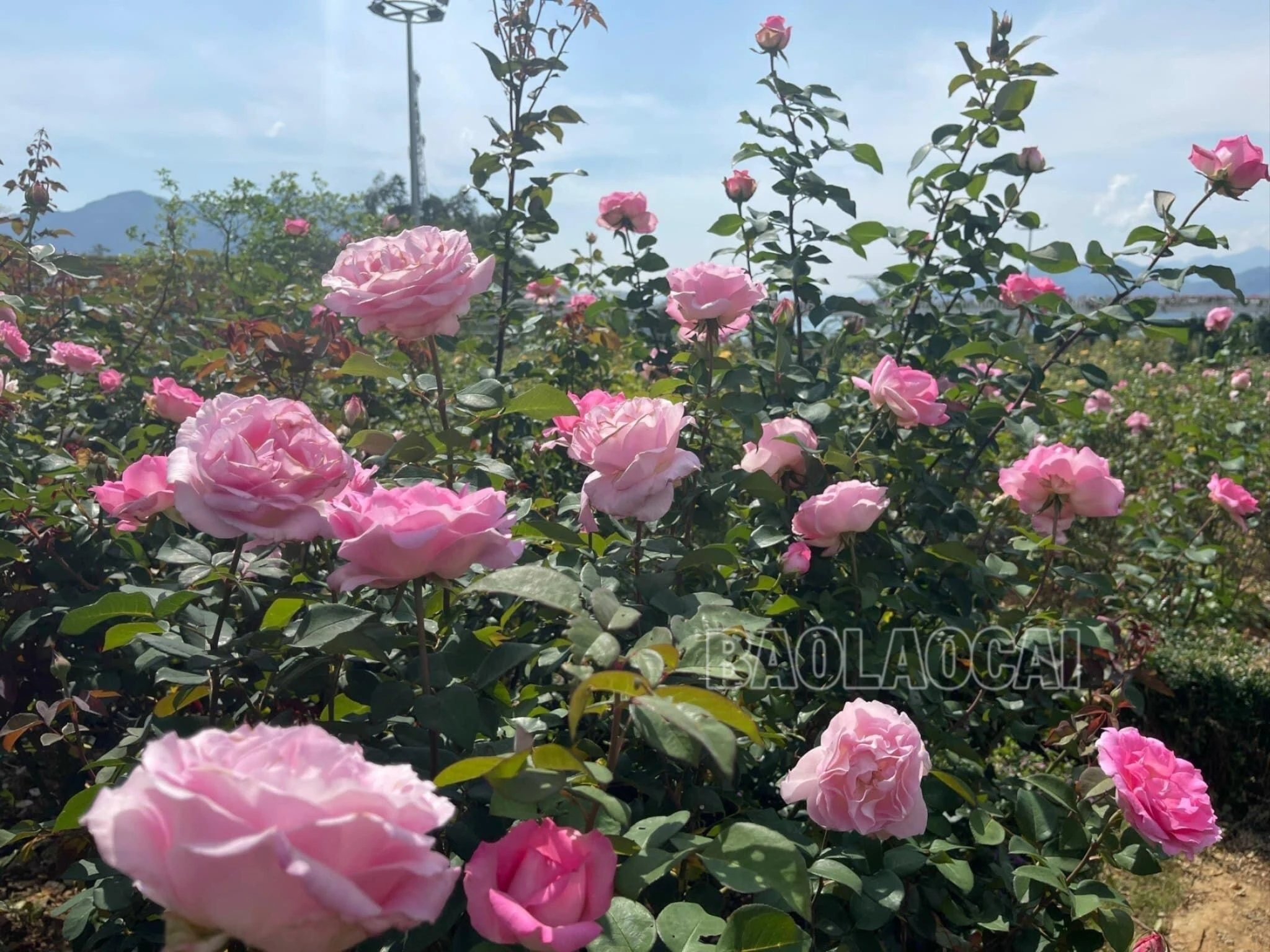 những bông hồng nở rộ toả hương thơm ngát giữa đất trời Sapa.jpg