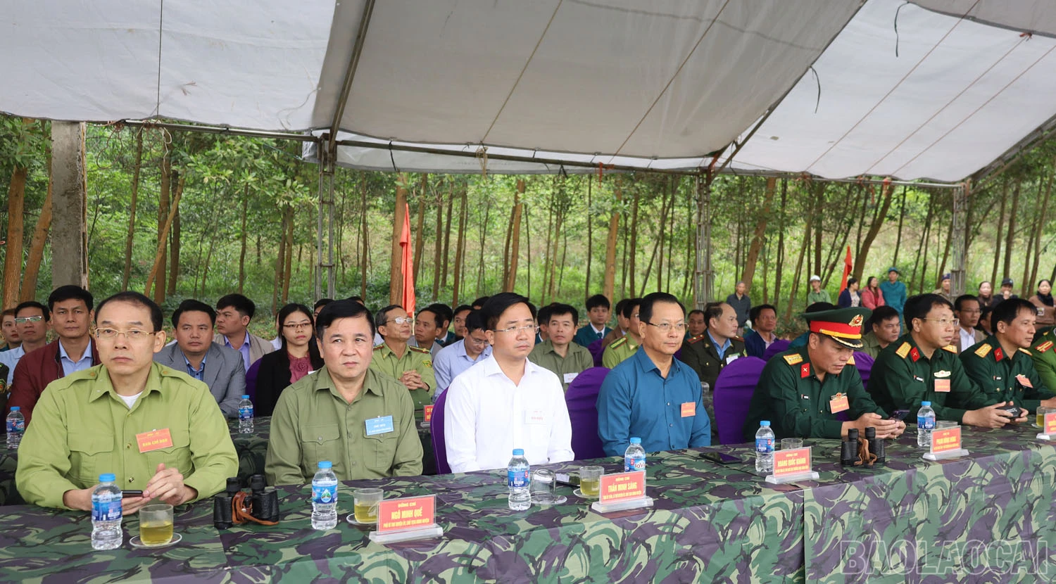 baolaocai_3.jpg