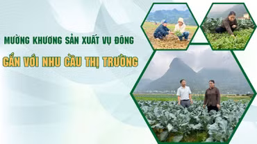 Mường Khương sản xuất vụ đông gắn với nhu cầu thị trường