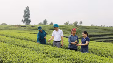 Chủ động phòng trừ sâu bệnh trên cây chè