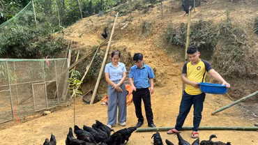 Võ Lao phát triển mô hình nuôi gà đen thả đồi
