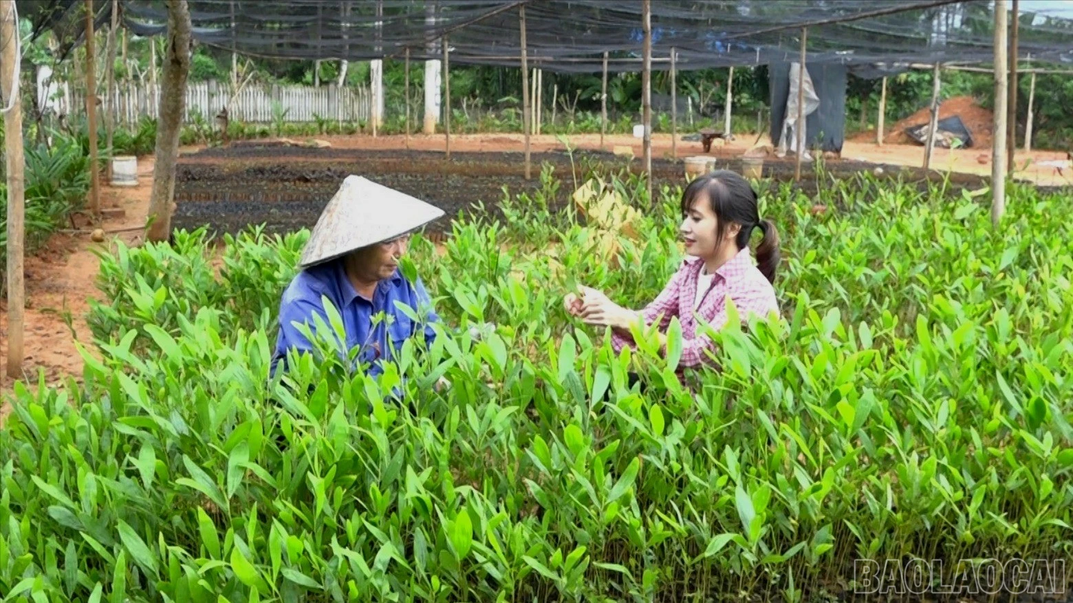 baolaocai-br_chi-tham-8846-1263.jpg