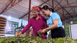 Tiếp sức cho phụ nữ làm chủ hợp tác xã 