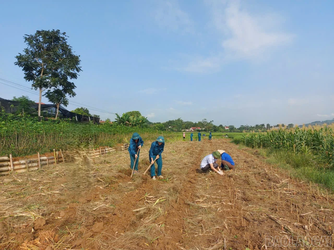 baolaocai-br_dau.jpg