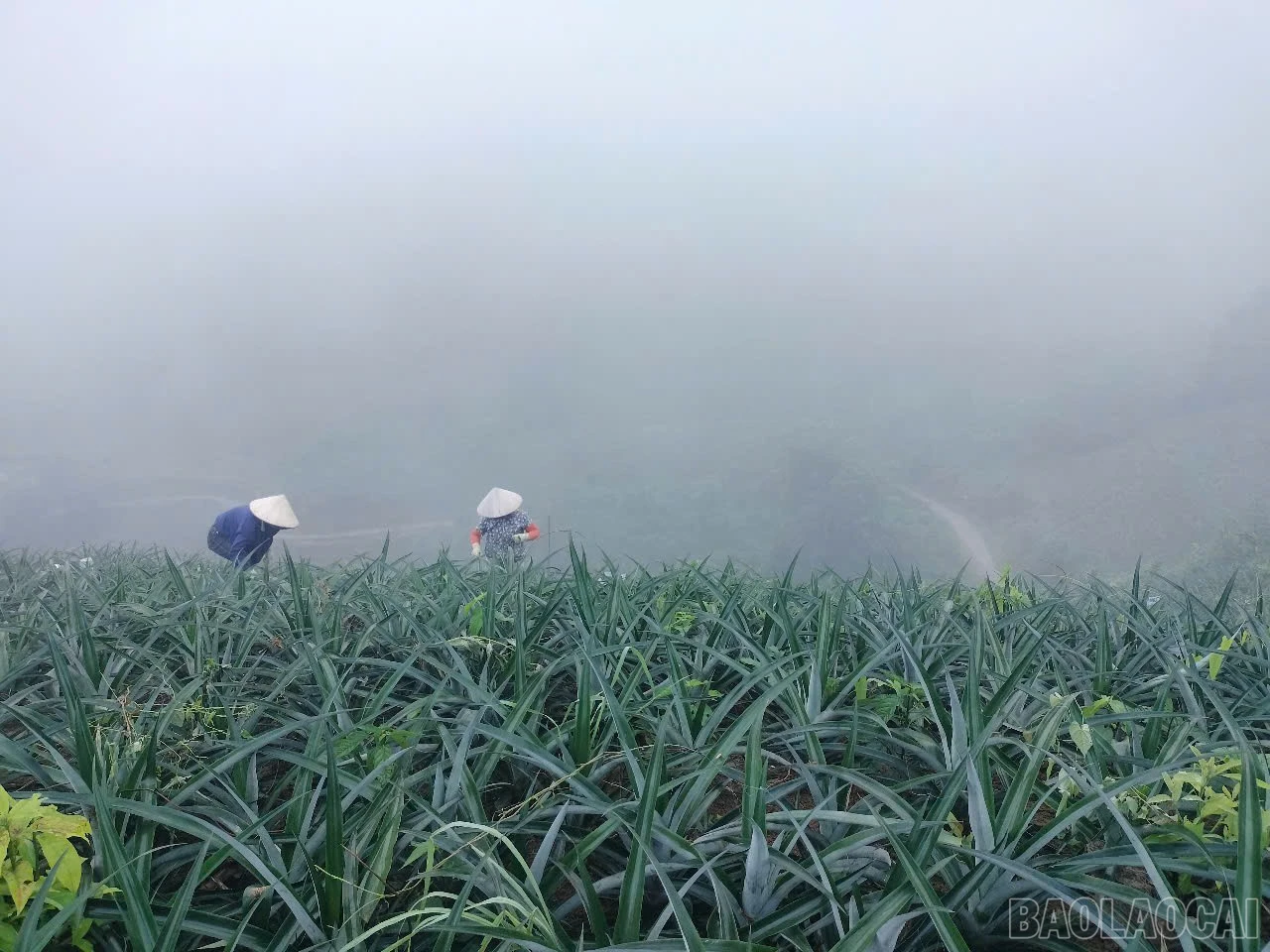 baolaocai-br_z7100714621952-411458f7cbcb7713990cb9b5879ebc60.jpg