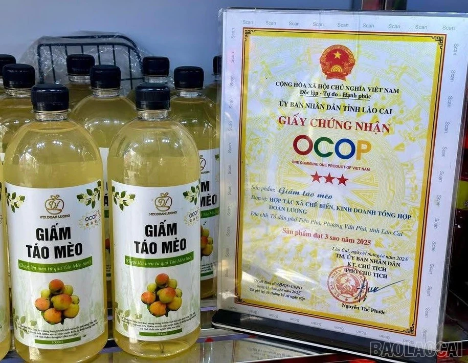 baolaocai-br_641464627-3626523634164730-7109913640867961560-n.jpg