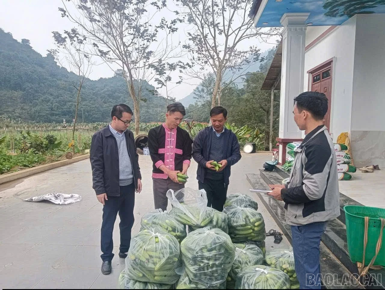 baolaocai-br_625321054-902925789342405-8152073025995246153-n.jpg