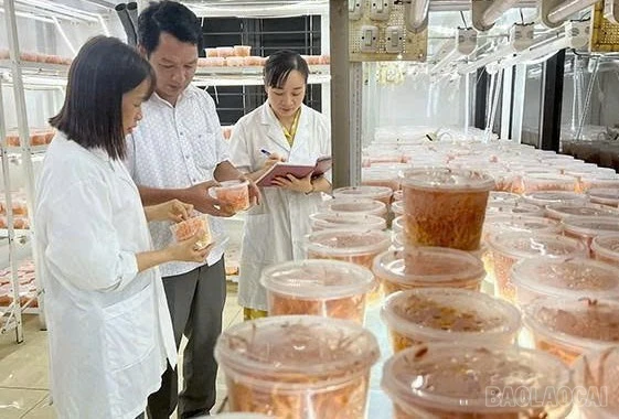 baolaocai-br_z7377014873215-b516d35cb5d71d8e7a5edaff8a2701fb.jpg