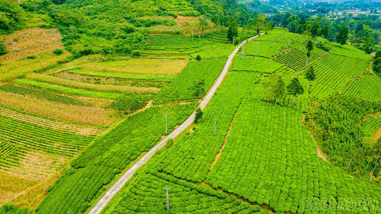baolaocai-br_a6.jpg