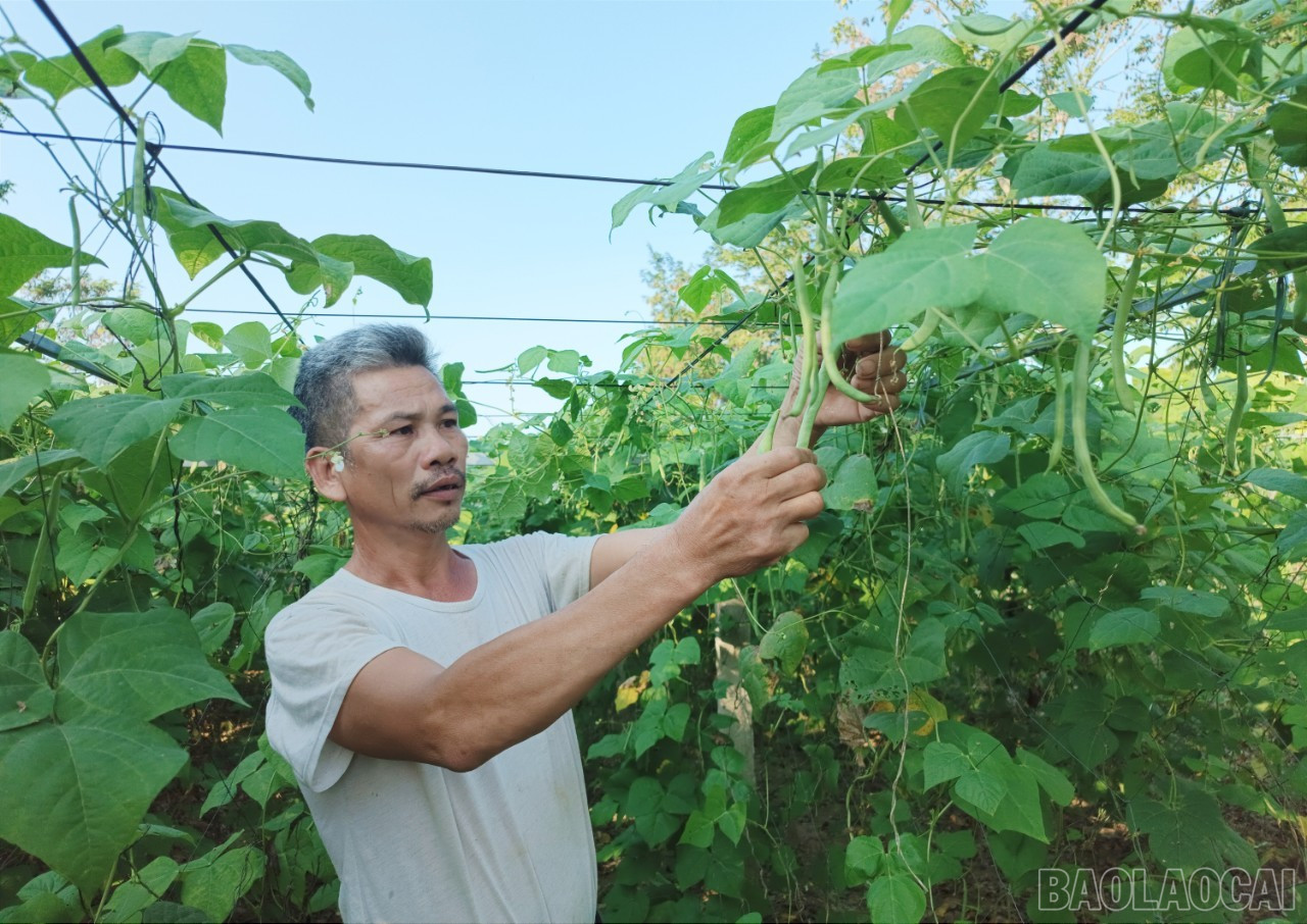 Nông dân Bảo Thắng xuống giống và chăm sóc các loại cây trồng sau mưa lũ. baolaocai-br_b3.jpg