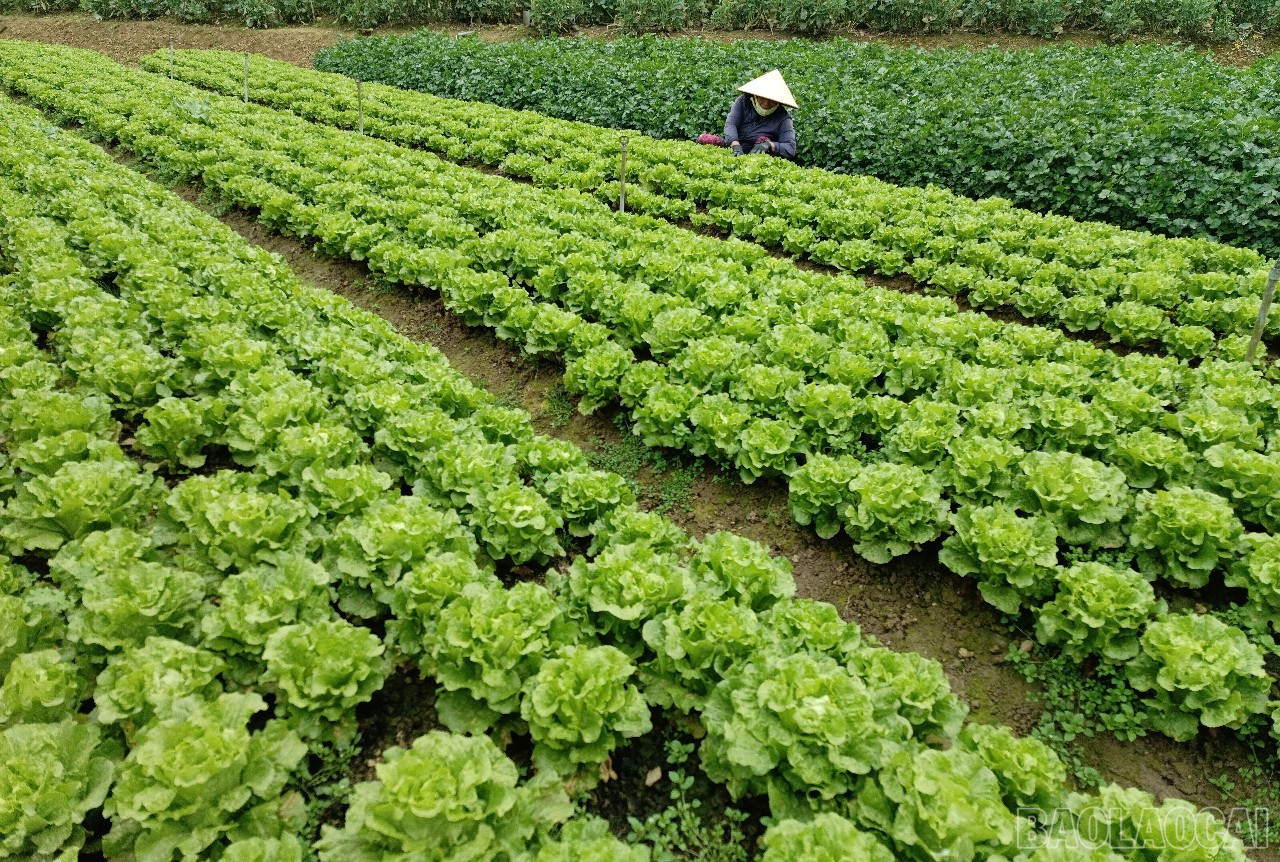 Nông dân Sa Pa trồng gối vụ rau liên tục phục vụ thị trường. baolaocai-br_r2.jpg
