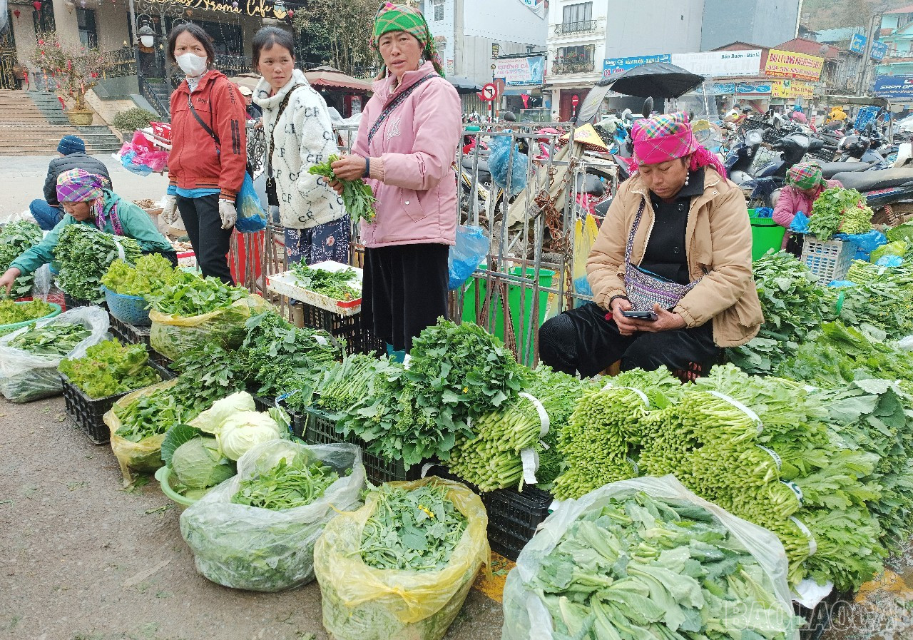 Nhiều hộ nông dân có thu nhập ổn định từ cây rau. baolaocai-br_r1.jpg