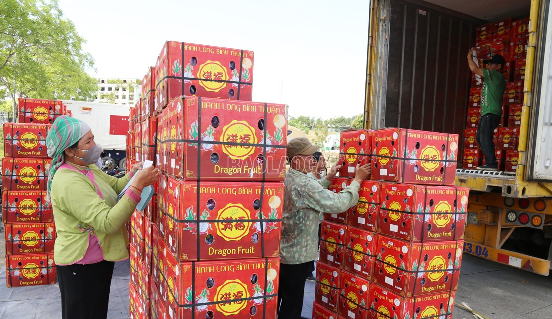 Hoa quả tươi trong nước được xuất khẩu qua Lào Cai sang Trung Quốc. baolaocai-c_h2.jpg