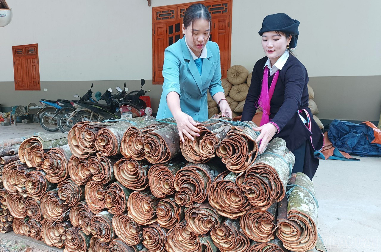 Người dân có thu nhập tốt từ cây quế. baolaocai-br_c1.jpg