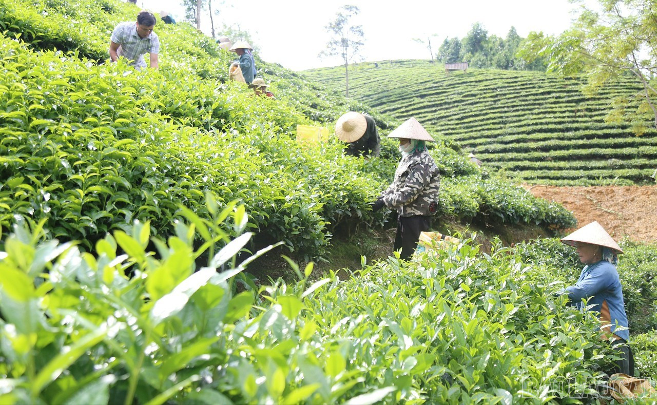 Chè là cây trồng chủ lực mang lại nguồn thu ổn định cho người nông dân. baolaocai-br_c3.jpg