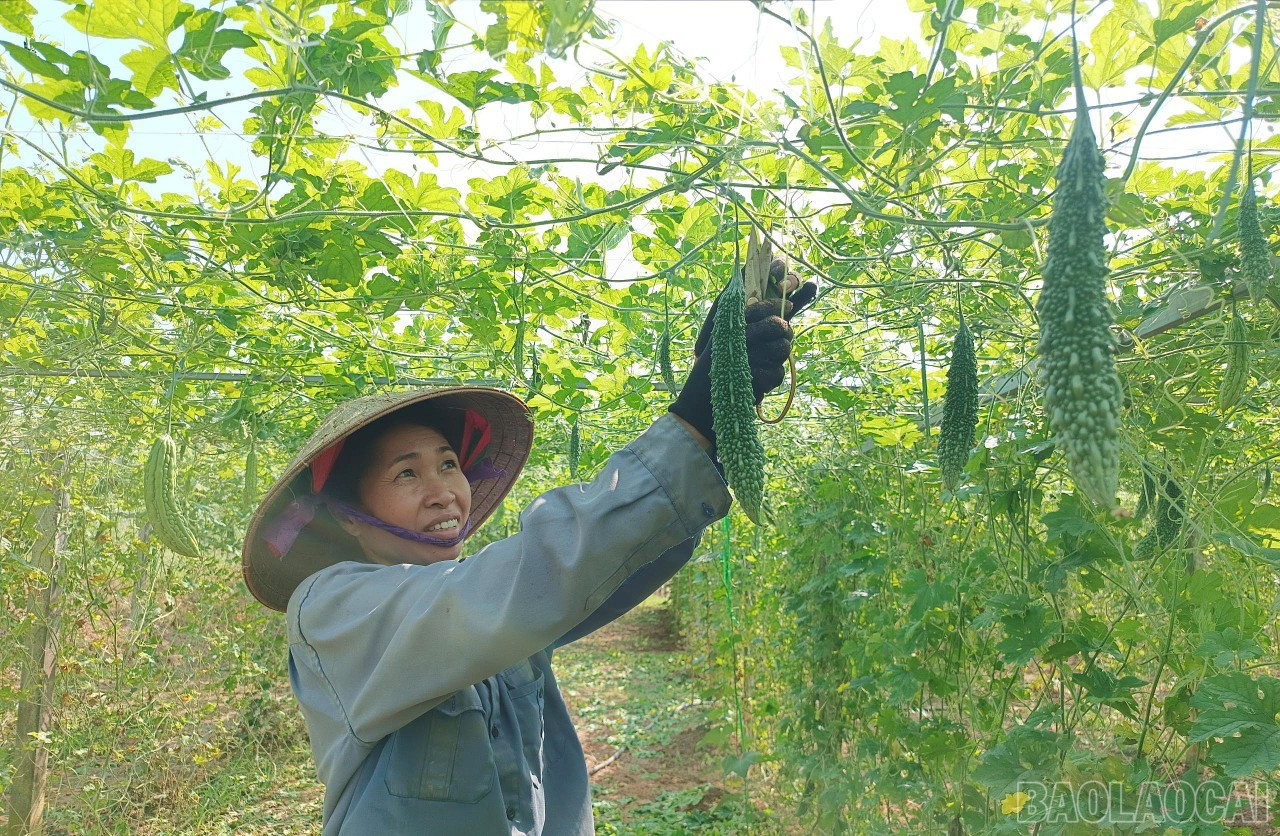 Năm 2024, giá trị sản phẩm/1 ha canh tác đạt 98 triệu đồng. baolaocai-br_c2.jpg