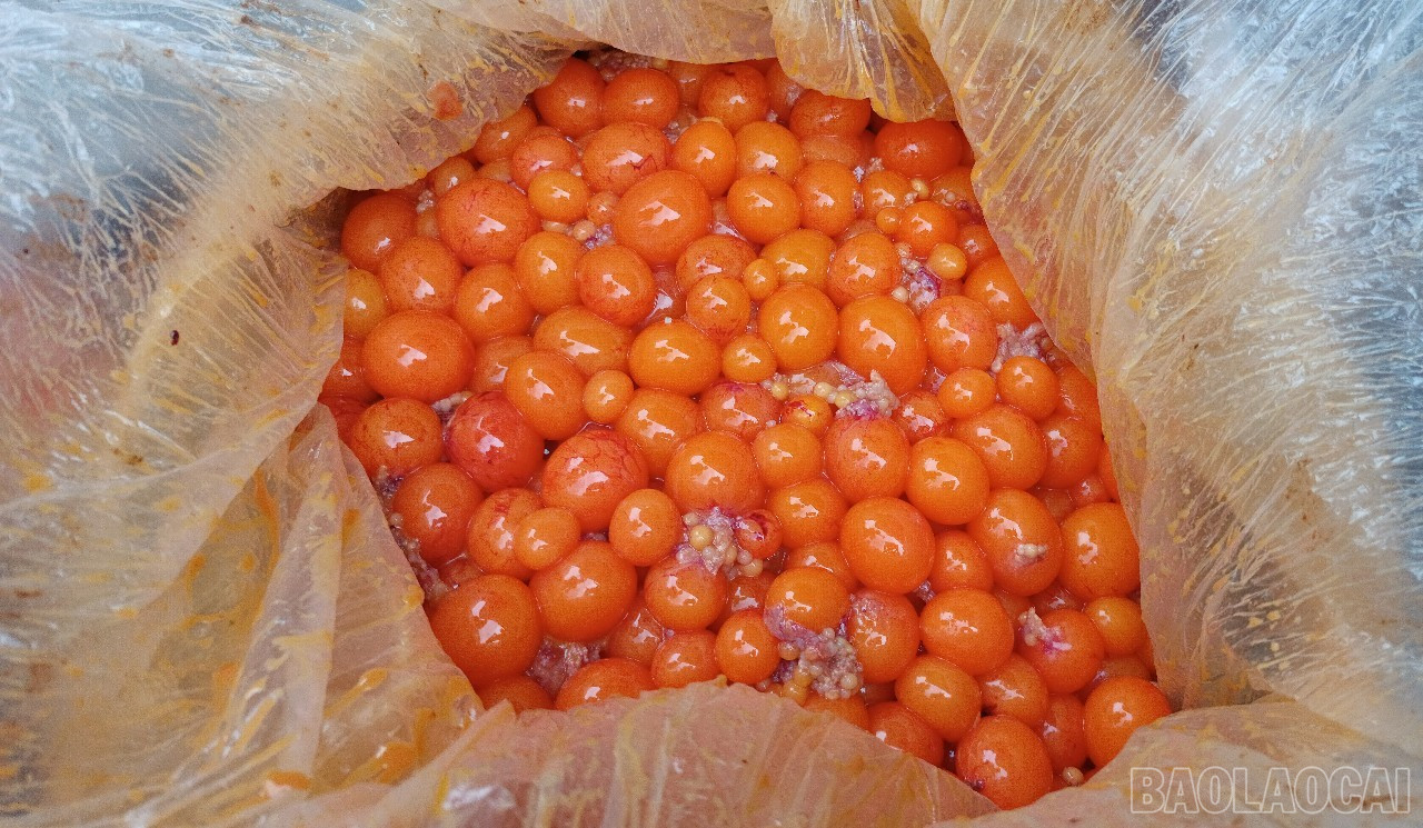 baolaocai-br_a5.jpg
