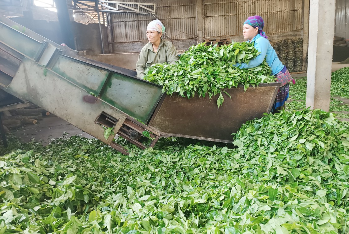 Từ đầu năm đến nay, nông dân Mường Khương thu hơn 25,7 nghìn tấn chè búp tươi. t4.jpg