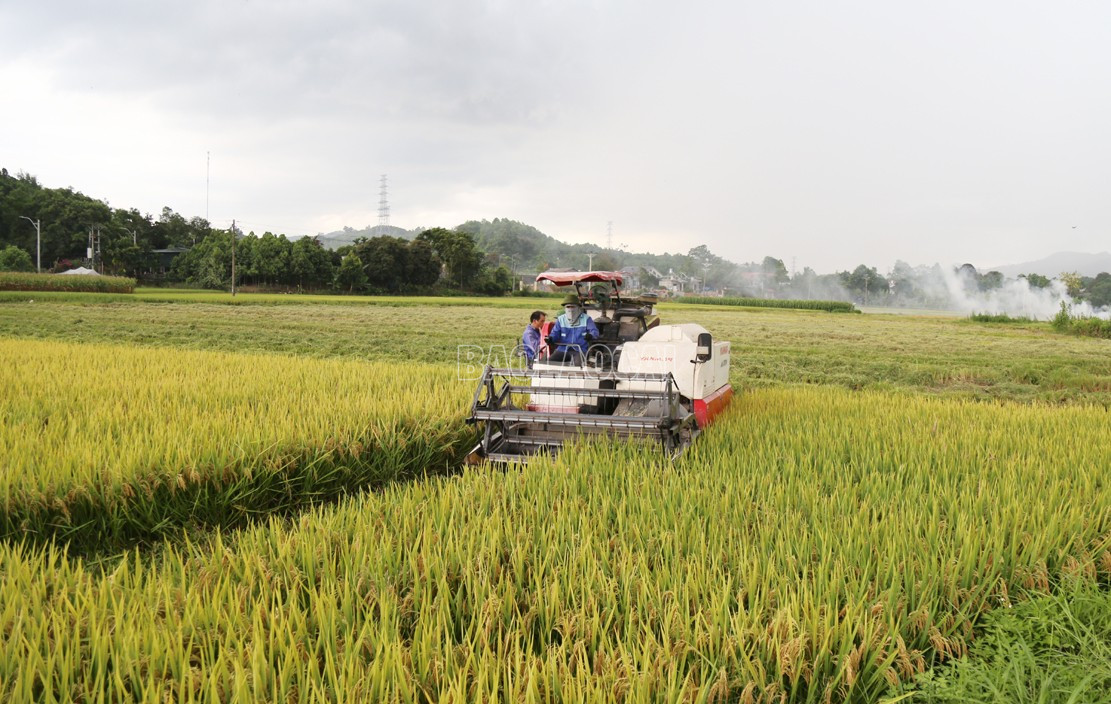 Đưa máy gặt vào thu hoạch lúa xuân. baolaocai-c_t1.jpg