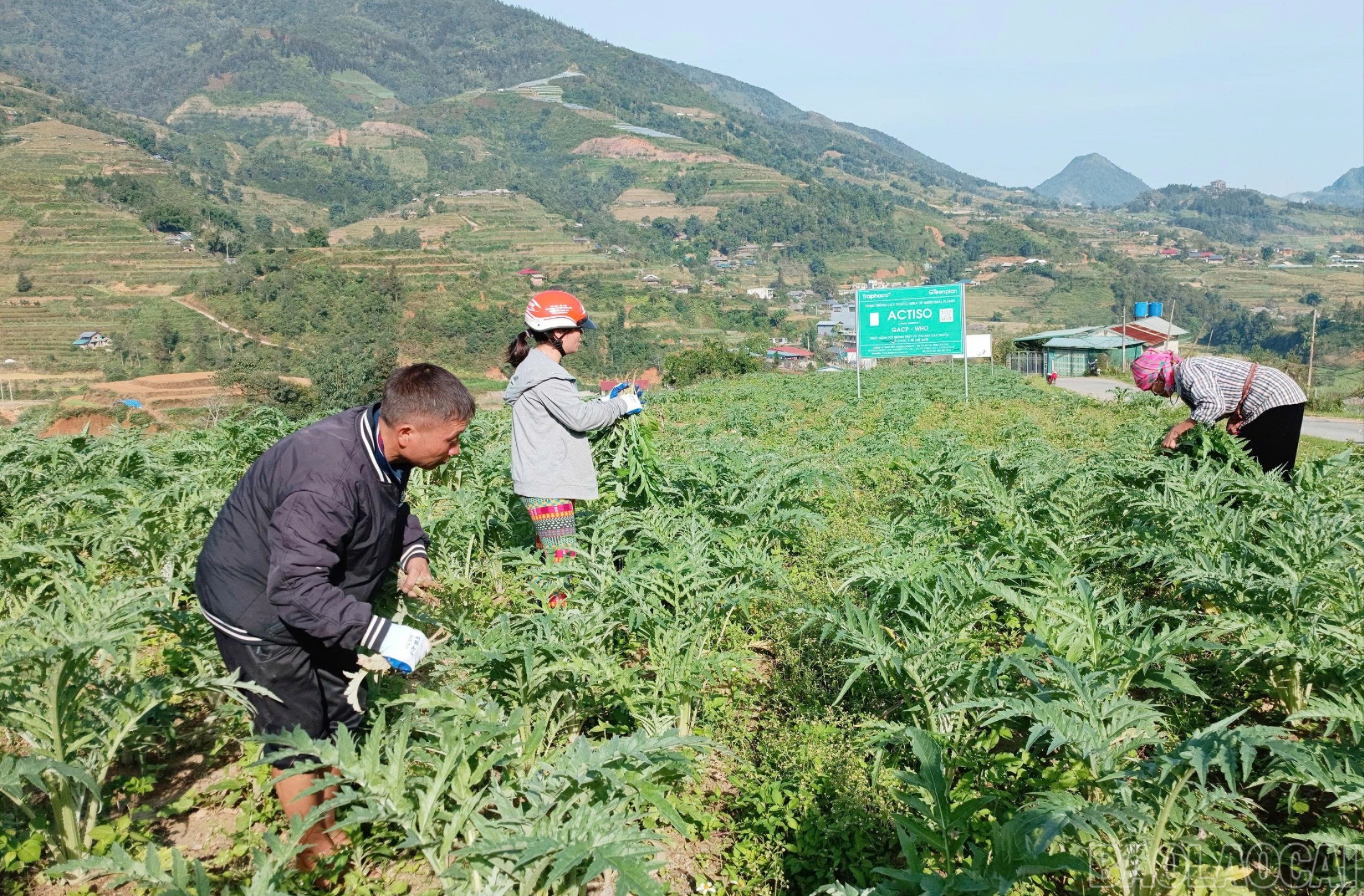 Sa Pa'daki çiftçiler, tıbbi bitkilerin ortaklaşa yetiştirilmesi sayesinde istikrarlı bir gelire sahipler. br-z7314957871896-08f2ae2475691470a434872ad16c3fac.jpg