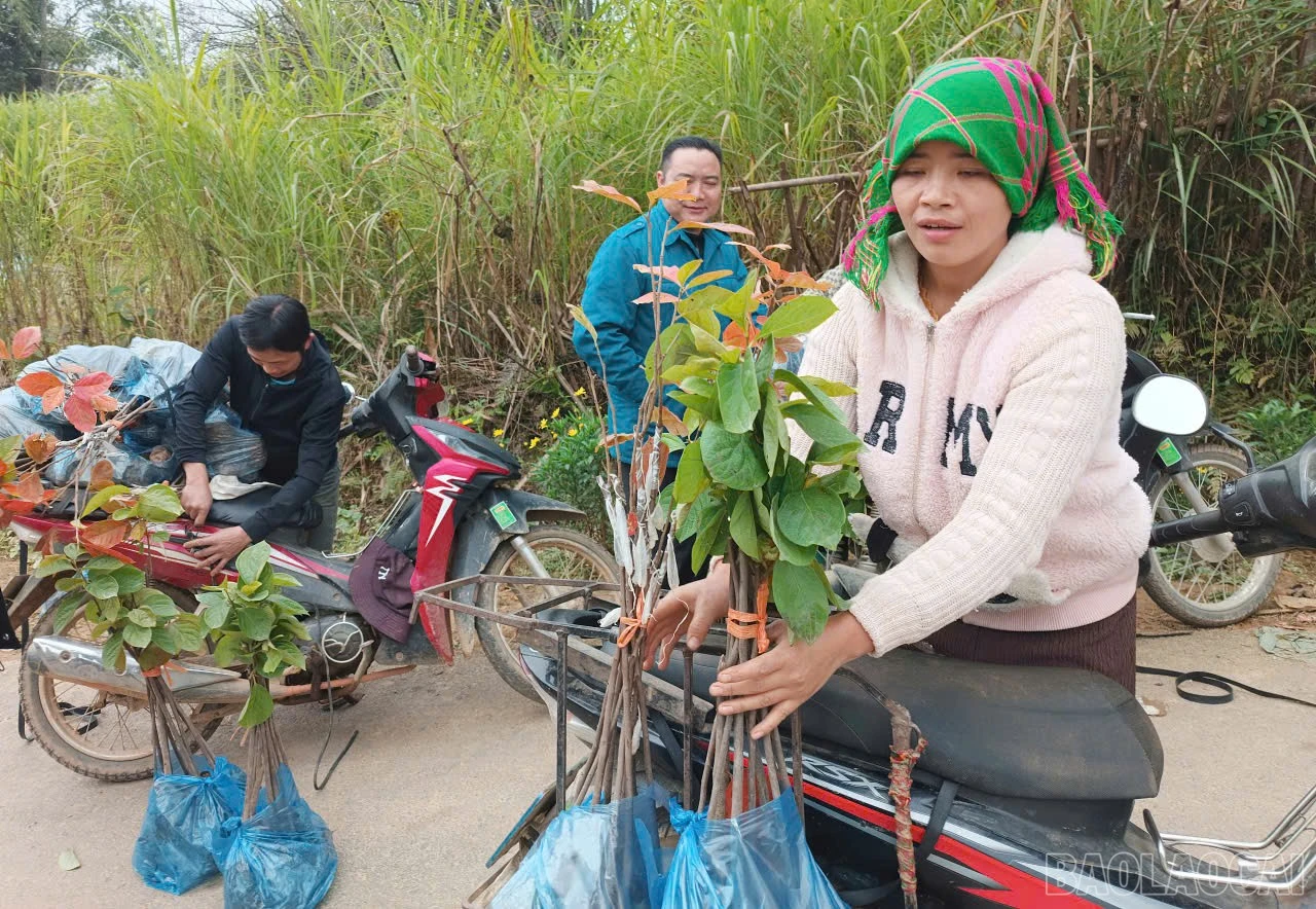 baolaocai-br_z7364817925115-754d1111f7692949899b1e68c6c7ce2a.jpg
